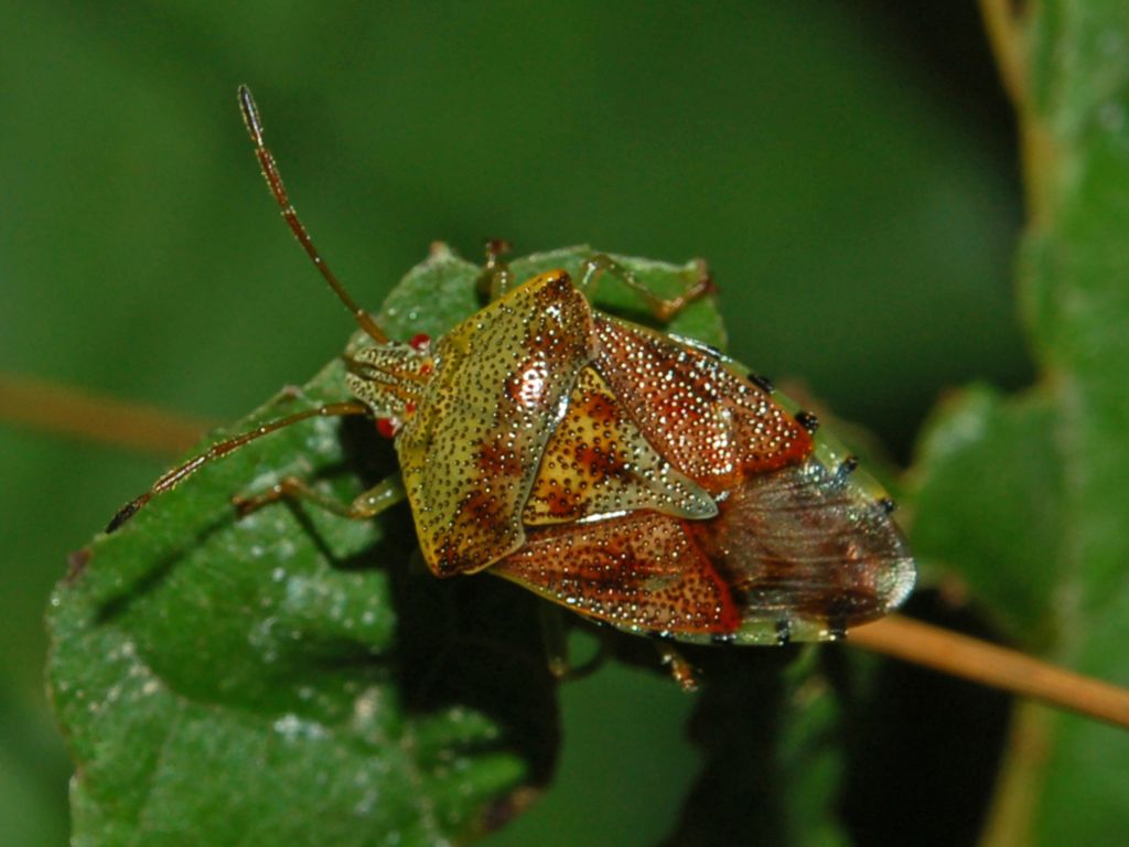 Un pentatomide piccolo ma bello